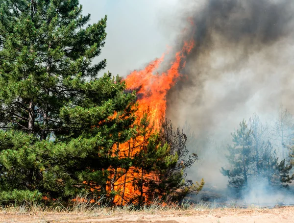 Foresta di conifere in fiamme — Foto Stock