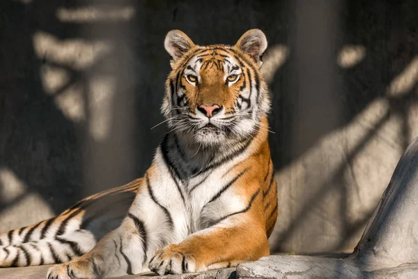 Nahaufnahme eines sibirischen Tigers — Stockfoto