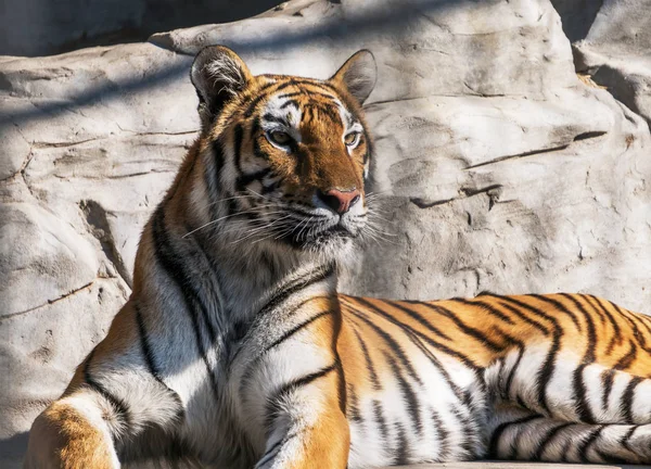Porträt eines Tigers auf einem Felsen. — Stockfoto