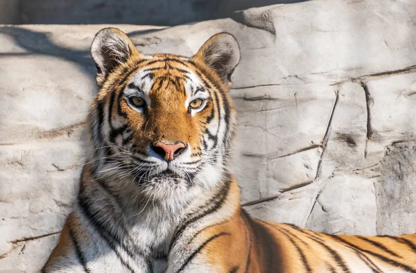 Tiger sitzen in tiefem Wild-, Tier- und Dschungelkonzept. — Stockfoto