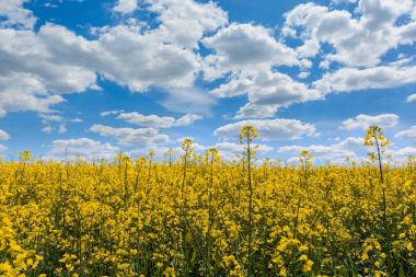 Kolza tohumu - kanola alanları peyzaj.