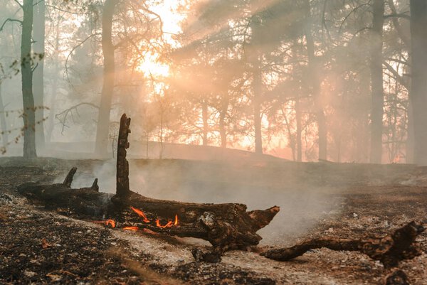 Развитие лесного пожара. Пламя начинает повреждение ствола
.