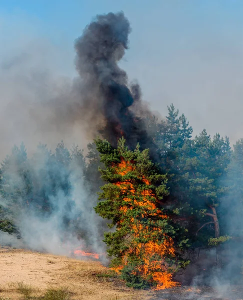 Fuego Forestal, Árbol ardiente de fuego salvaje en color rojo y naranja — Foto de Stock