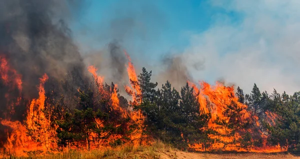 Fuego forestal. árbol caído se quema hasta el suelo mucho humo cuando el fuego forestal . — Foto de Stock