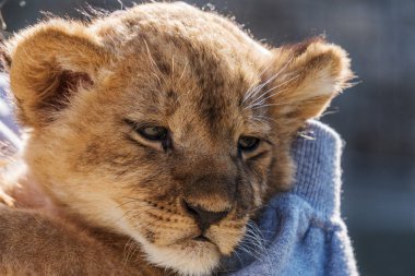 Aslan yavrusu oturma ve yukarı pawing