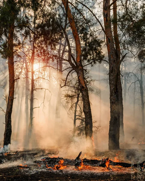 Flammen und Rauch steigen aus brennenden Wäldern auf — Stockfoto