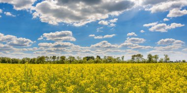 Sarı yağ tohumu çiçek açmış. Kolza tohumu tarlası - yeşil enerji için bitki