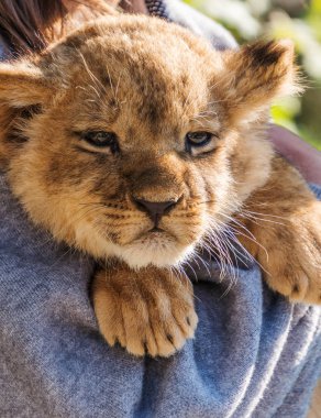 Aslan yavrusu oturma ve, pawing kapat