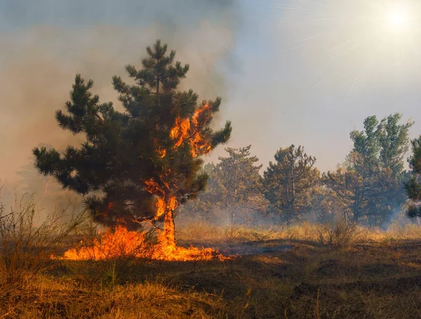 Fuego Forestal Árboles Quemados Después Incendios Forestales Contaminación Mucho Humo — Foto de Stock