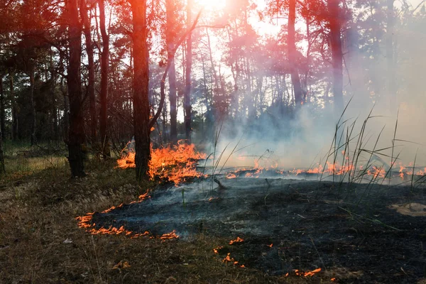 Waldbrand Verbrannte Bäume Nach Flächenbrand Umweltverschmutzung Und Viel Rauch — Stockfoto