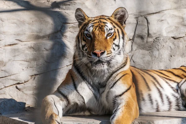 Junger Sibirischer Tiger Auch Als Amur Tiger Bekannt — Stockfoto