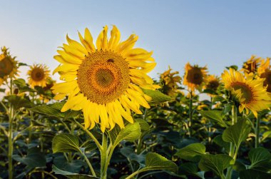Tarlada güzel ayçiçekleri doğal arka plan, çiçek açan ayçiçeği..
