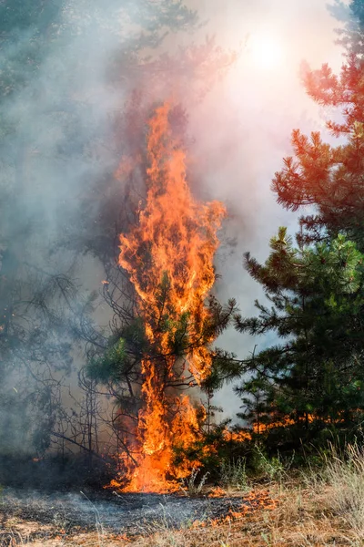 Forêt de conifères en feu — Photo