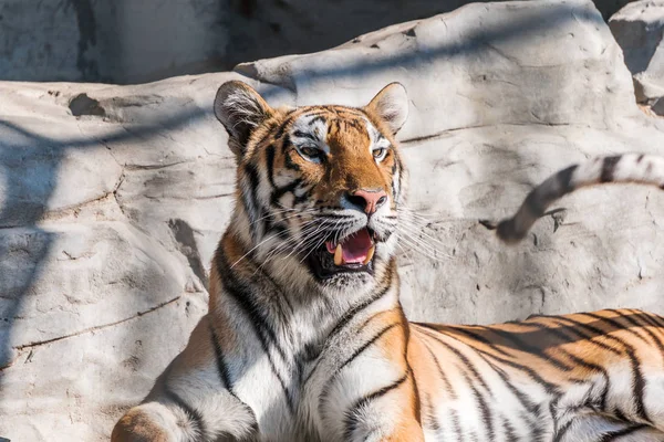 Junger sibirischer Tiger, auch als Amur-Tiger bekannt. — Stockfoto