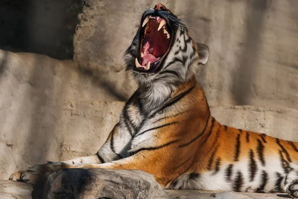 Junger sibirischer Tiger, auch als Amur-Tiger bekannt. — Stockfoto