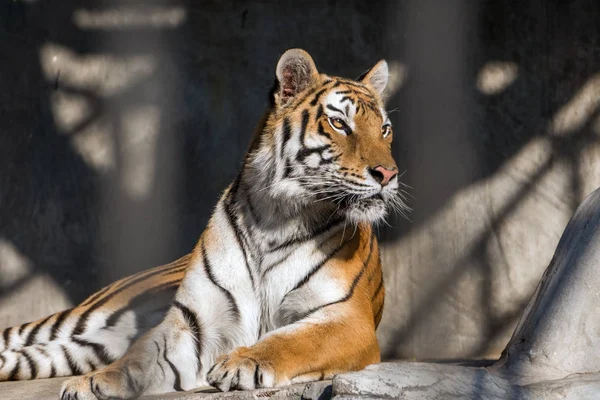 Junger sibirischer Tiger, auch als Amur-Tiger bekannt. — Stockfoto