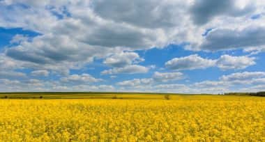 Kolza tohumu, kanola Kolza çiçekleri sarı yaz arka plan.