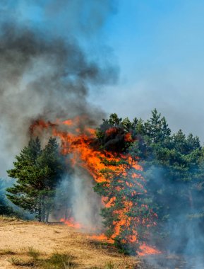 Orman yangını. Orman yangını, kirlilik ve çok fazla duman sonra yanmış ağaçlar