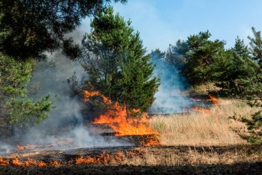 Orman yangını. Orman yangını, kirlilik ve çok fazla duman sonra yanmış ağaçlar