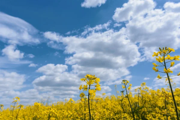 Yellow Oil Rape Seeds Bloom Field Rapeseed Plant Green Energy — Stock Photo, Image