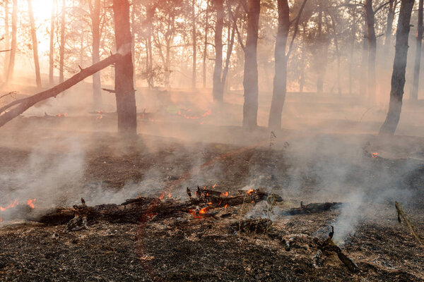 Лесной огонь. Сожженные деревья после лесного пожара, загрязнения и много дыма
