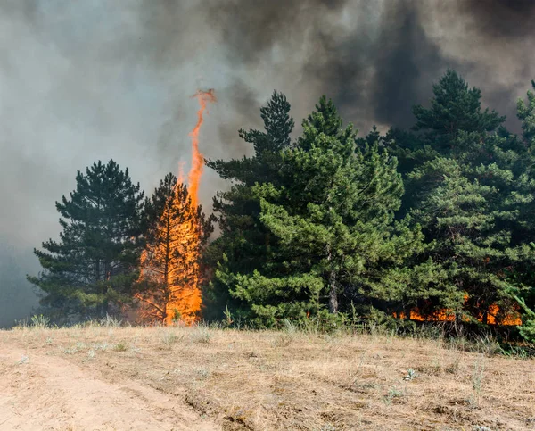 Orman Yangını Orman Yangını Kirlilik Çok Fazla Duman Sonra Yanmış — Stok fotoğraf