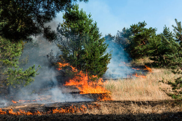 Forest fire. Burned trees after wildfire, pollution and a lot of smoke
