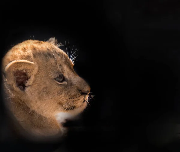 Lion Cub Vergadering Handtastelijkheden Close — Stockfoto