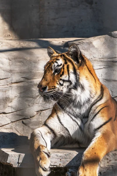 Junger Sibirischer Tiger Auch Als Amur Tiger Bekannt — Stockfoto