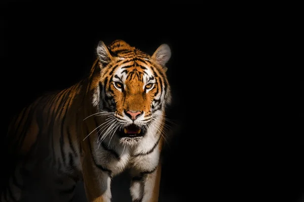 Jovem Tigre Siberiano Também Conhecido Como Tigre Amur — Fotografia de Stock