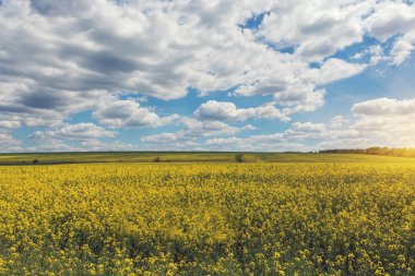Sarı yağ tohumu çiçek açmış. Kolza tohumu tarlası - yeşil enerji için bitki