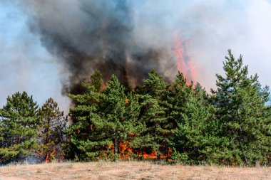 Orman yangını. Orman yangını, kirlilik ve çok fazla duman sonra yanmış ağaçlar