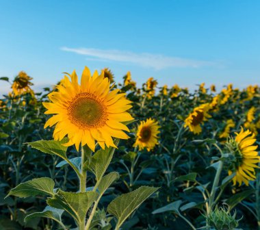 Tarlada güzel ayçiçekleri doğal arka plan, çiçek açan ayçiçeği.