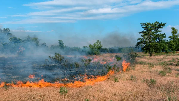 Fuego Forestal Árboles Quemados Después Incendios Forestales Contaminación Mucho Humo — Foto de Stock