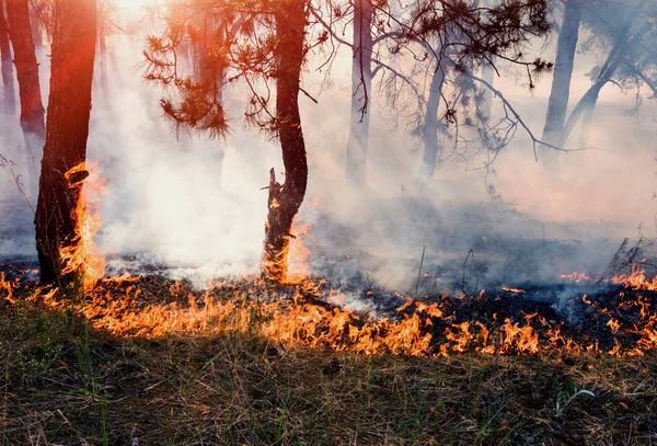 Waldbrand Verbrannte Bäume Nach Waldbränden Und Viel Rauch — Stockfoto