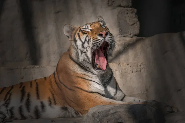 Junger Sibirischer Tiger Auch Als Amur Tiger Bekannt — Stockfoto