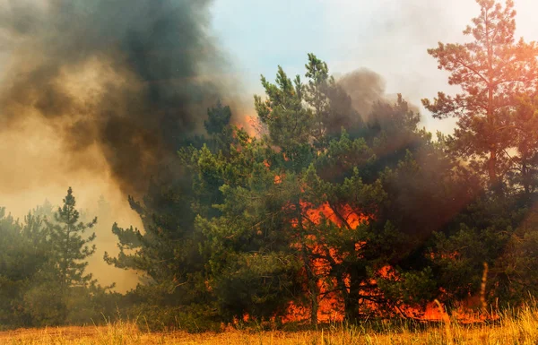 Foc Forestier Copaci Arși După Incendii Pădure Mult Fum — Fotografie, imagine de stoc