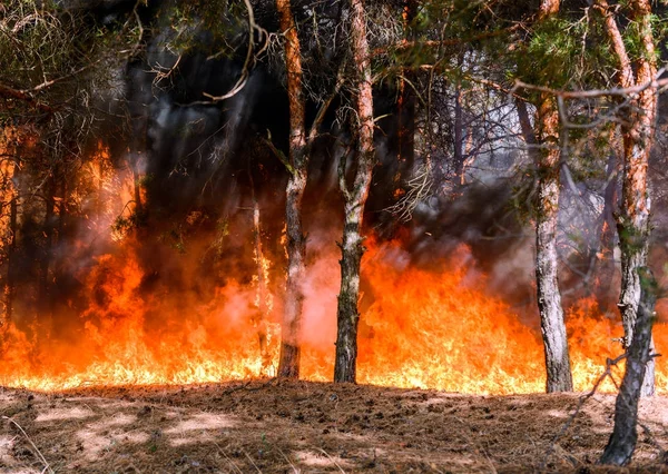 Waldbrand Verbrannte Bäume Nach Waldbränden Und Viel Rauch — Stockfoto