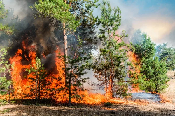 Fuego Forestal Árboles Quemados Después Incendios Forestales Mucho Humo — Foto de Stock