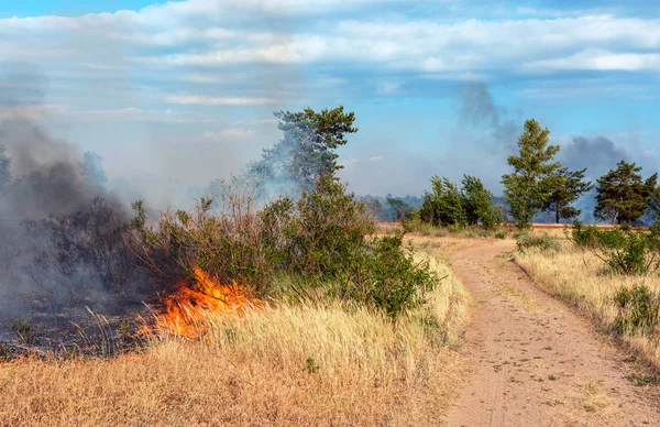 Fuego Forestal Árboles Quemados Después Incendios Forestales Mucho Humo — Foto de Stock