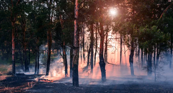 Waldbrand Verbrannte Bäume Nach Waldbränden Und Viel Rauch — Stockfoto