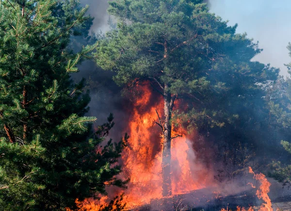 Waldbrand Verbrannte Bäume Nach Waldbränden Und Viel Rauch — Stockfoto