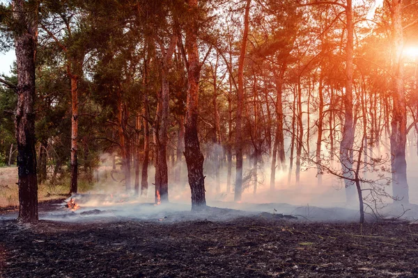 Incendio Forestale Alberi Bruciati Dopo Incendi Inquinamento Molto Fumo — Foto Stock