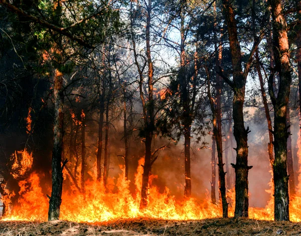 Feu Forêt Arbres Brûlés Après Les Feux Forêt Beaucoup Fumée — Photo
