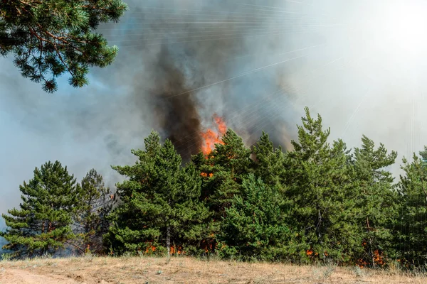 Fuego Forestal Árboles Quemados Después Incendios Forestales Contaminación Mucho Humo — Foto de Stock