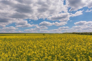 tecavüz çiçekler ile kırsal alanın doğal görünümü