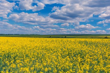 Günbatımı gündoğumu gökyüzü bitti bahar çiçekli kanola, tecavüz, kolza tohumu, yağlı tohum alan çayır çimen