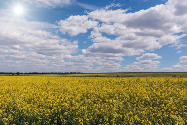 Sarı yağ tohumu çiçek açmış. Kolza tohumu tarlası - yeşil enerji için bitki.