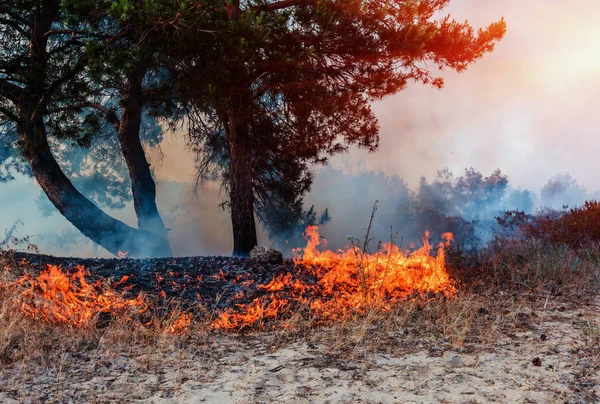 Fuego en el bosque, incendio forestal. Follaje ardiente en árboles y arbustos . — Foto de Stock