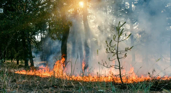 Un feu de forêt. Arbres brûlés après un incendie, la pollution et beaucoup de fumée . — Photo